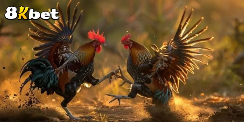 da-ga-truc-tiep-8kbet